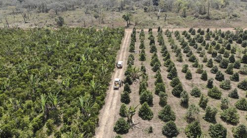 As warming climate hammers coffee crops, this rare bean may someday be your brew