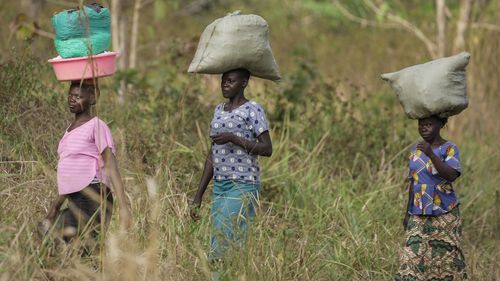 As warming climate hammers coffee crops, this rare bean may someday be your brew