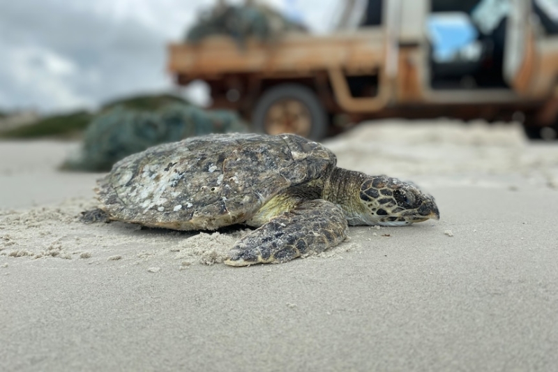 Ghost net found on Western Australia's south coast as campaigners demand more action