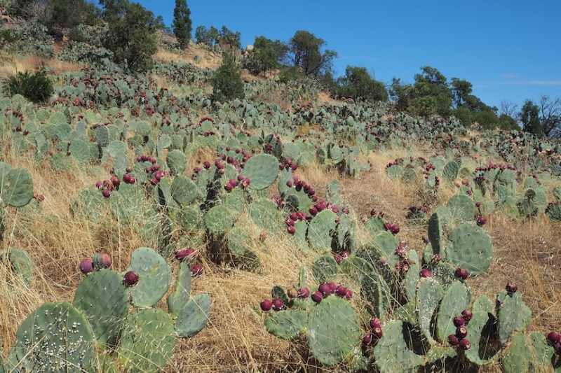 There are 32 invasive weeds of national significance – these are 10 of the worst