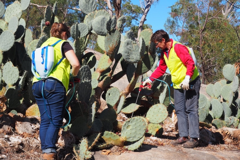 There are 32 invasive weeds of national significance – these are 10 of the worst