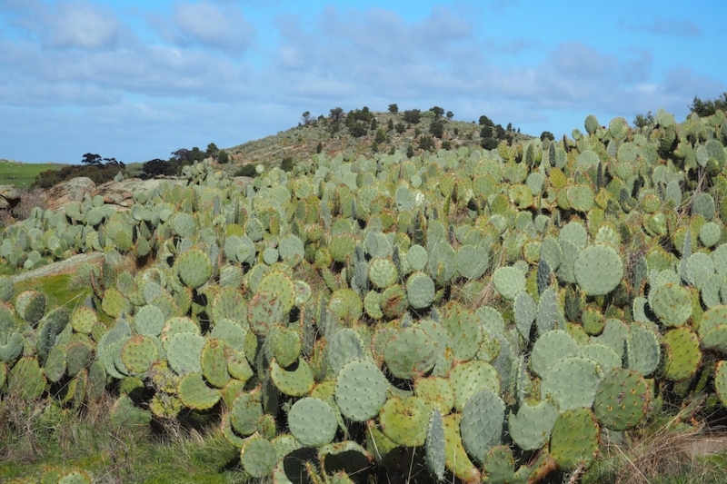 There are 32 invasive weeds of national significance – these are 10 of the worst