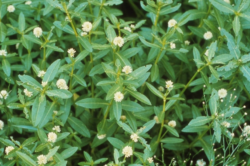 There are 32 invasive weeds of national significance – these are 10 of the worst