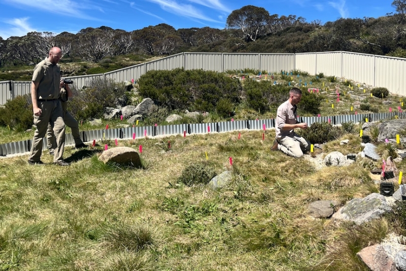 Scientists genetically modify Victorian lizard to fight climate change