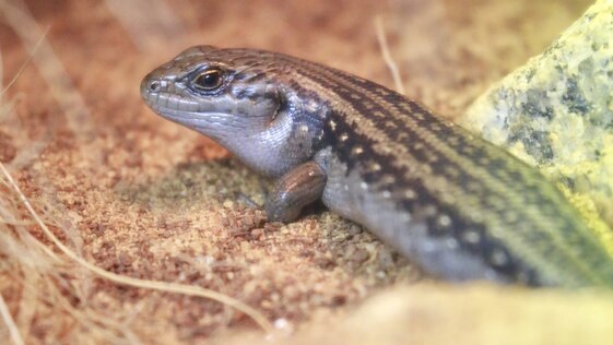 Scientists genetically modify Victorian lizard to fight climate change