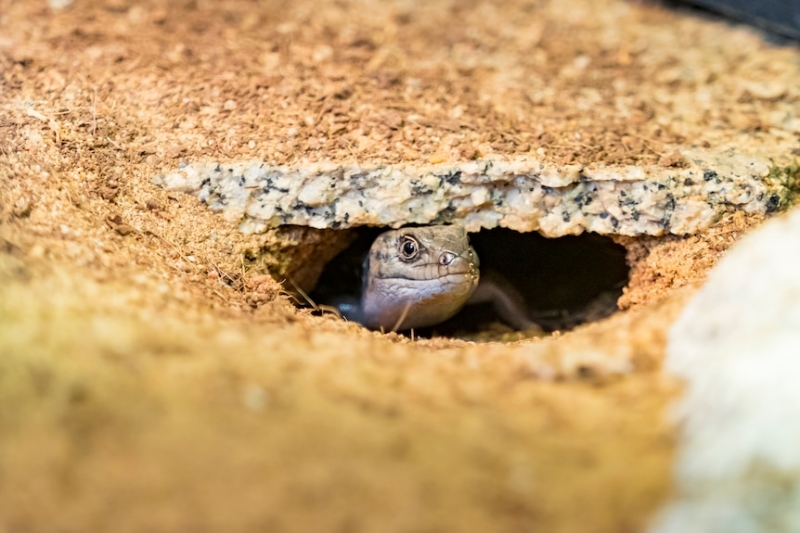 Scientists genetically modify Victorian lizard to fight climate change