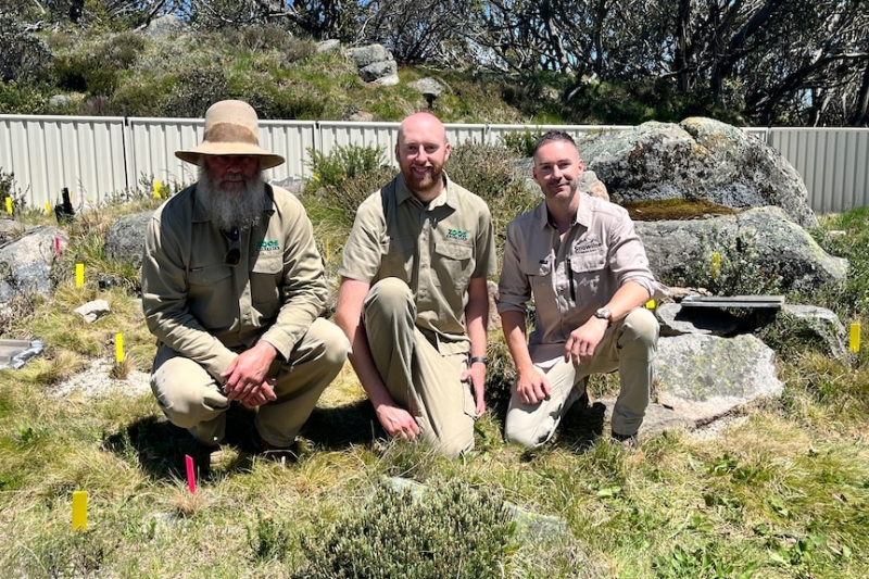 Scientists genetically modify Victorian lizard to fight climate change